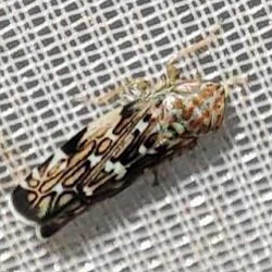 Metalimnus formosus